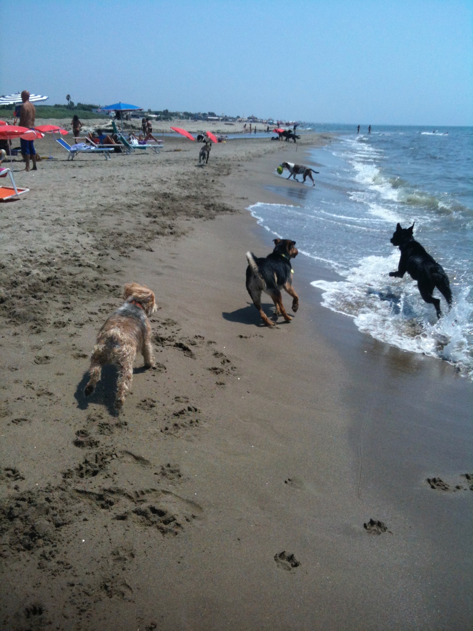 DOGSITTER & DOGHOUSE ROMA - Per info: 392/5130408 Email: info ...